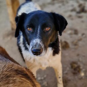 SENI (♀) - seit mindestens 2018 im Shelter