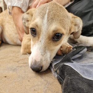 RESI (♀) - ausgereist zu Step by Paw