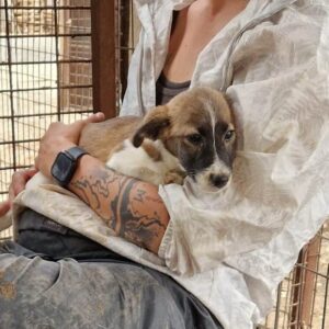 KASPAR (♂) - ausgereist zur SHR e.V.