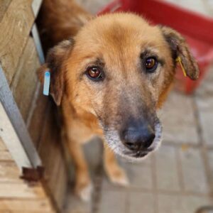 KENO (♂) - vermisst 11/24