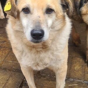 EMMETT - als Gnadenplatzhund auf PDR PS - vermittelt