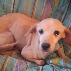 LENJA - in Rumänien vermittelt 06/24