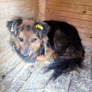 ADAMI (♀) - ausgereist zu Vierbeiner in Not