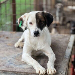 SILLY (♀)- vermittelt MD