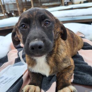 OLGA (♀) - ausgereist zum Kinder- und Tierschutzhof Hahnenberg