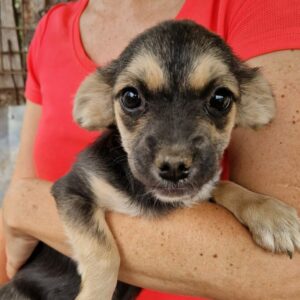 JANERA (♀)- auf PS im PLZ Bereich 16 - vermittelt