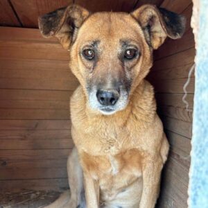 PILA (♀) - seit mind. 2020 im Shelter