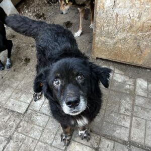 RONDIO - seit mind. 2019 im Shelter - vermittelt Manuela