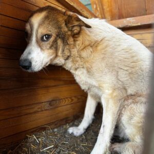 SHINE (♀) - völlig resigniert, hat aufgegeben