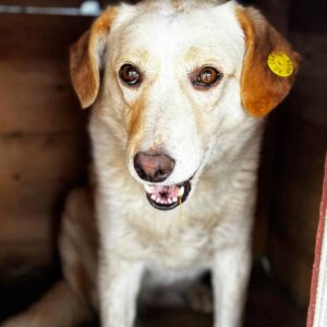 KALIMERA (♀) - seit mind. 2018 im Shelter - reserviert Tierhilfe Lebenswert DR - vermittelt