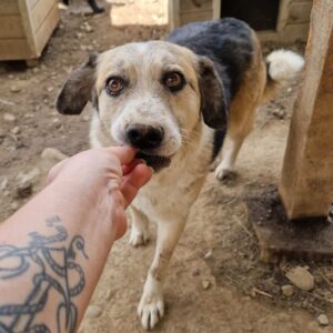 ESMERALDA (♀) - seit mindestens 2018 im Shelter