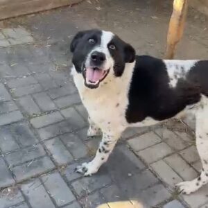 MERLOT (♂) - seit mindestens 2019 im Shelter