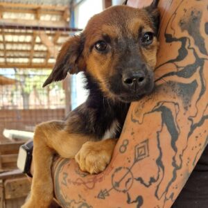 MOMELLA (♀) - ausgereist zum TST Rösrath