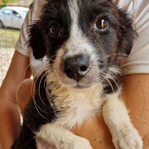 HEKLA (♀) - vermittelt MD