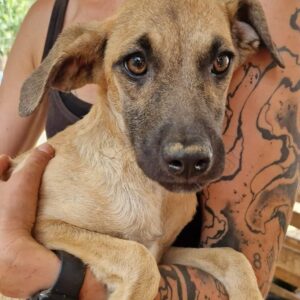 GITTE (♀) - auf PS im PLZ Bereich 66 - vermittelt