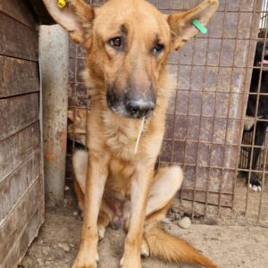 KYOKI (♂) - vermittelt MH