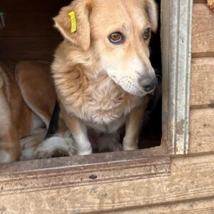 MALEA (♀) - ausgereist zu Vierbeiner in Not (AL)