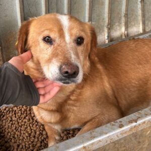 LARRY (♂) - sanfter Senior - vermittelt LS