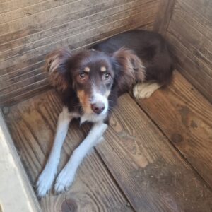 ANABEL (♀) - ausgereist zu Vierbeiner in Not