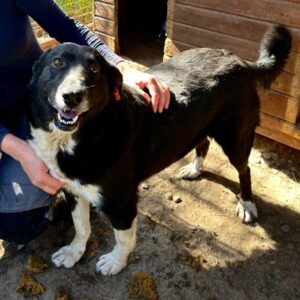 BIRKE (♀) - ausgereist zur Tierhilfe Lebenswert DR 17.01.2025