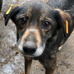 SASSI (♀) - Notfall - kommt nicht ans Futter - vermittelt Manuela