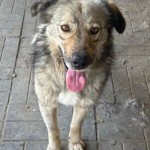 KYRIL - ausgereist zum TH Iserlohn