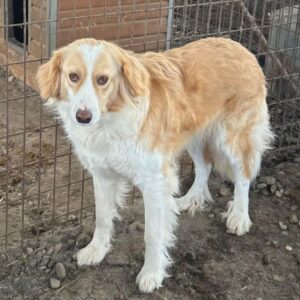 RAISSA (♀) - ausgereist zum TH Iserlohn (AL)