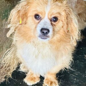 NOUNOU (♀) - ausgereist zu Vierbeiner in Not