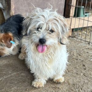 DIRK (♂) - ausgereist zum TH Wannigsmühle