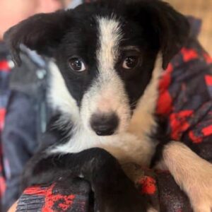 MERCI (♀) - vermittelt MD