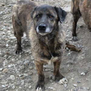 ARTHUS (♂) - seit mindestens 2018 im Shelter