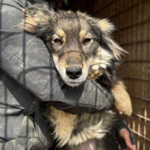 DEWI (♀) - ausgereist zum TST Rösrath