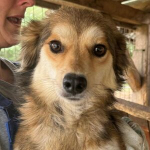 METTE (♀) - auf PDR PS im PLZ Bezirk 71 *ausgereist* - vermittelt