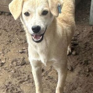 BLANKA (♀) - auf PDR PS im PLZ Bezirk 21 - vermittelt