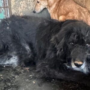 ESTEBAN (♂) - resignierter Senior - vermittelt Manuela