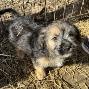 FLORENTINA (♀) - ausgereist zum TST Rösrath