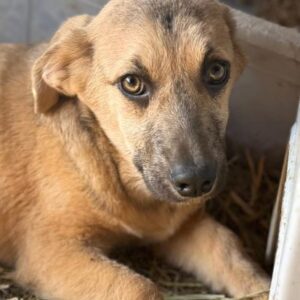 IMKO (♂) - ausgereist zur Tierhilfe Lebenswert (AM)