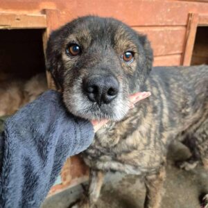 WALTER (♂) - ausgereist zu Tiere in Not Odenwald e.V. (PM)