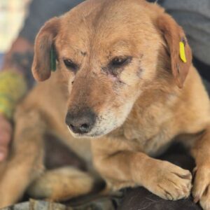 BRUNO (♂) - als GPH auf PDR PS (NE)