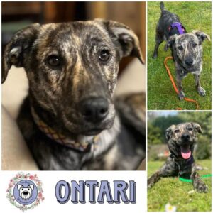 ONTARI (♀) in 21521 Aumühle - vermittelt