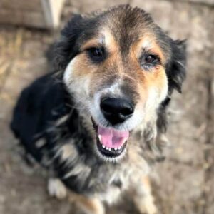 CAITRIA (♀) - ausgereist zum TH Iserlohn (AL)