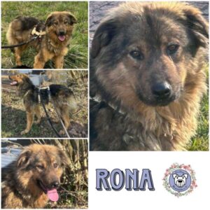 RONA (♀) in 66265 Heusweiler - vermittelt