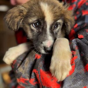 TINKA (♀) - Notfall - viel zu dünn - vermisst 02/25