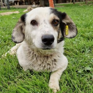 CESARIO (♂) - ausgereist zum TH Tuttlingen (AL)