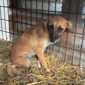 CHARLIE (♀) - med. Notfall im Shelter - jetzt auf PDR PS im PLZ Bezirk 35