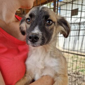 FLUFFY (♂) - ausgereist zum TH Tuttlingen