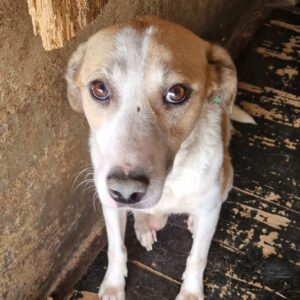 POPS (♂) - vermittelt BD