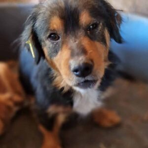 LOU-ANN (♀) - ausgereist zum TST Rösrath