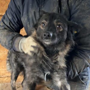 MONJA - ausgereist zu Vierbeiner in Not