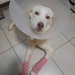 SACHI - wegen extremer Durchtrittigkeit in Behandlung - reserviert Tierhilfe Lebenswert DR - vermittelt